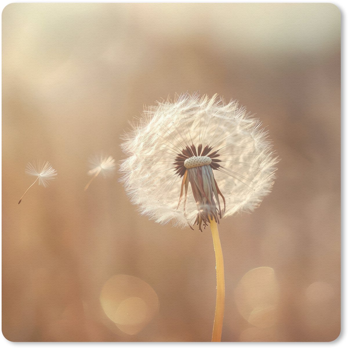 Muismat 30x30 cm - Mousepad Paardenbloem - Beige - Natuur - Bloem - Muismatten