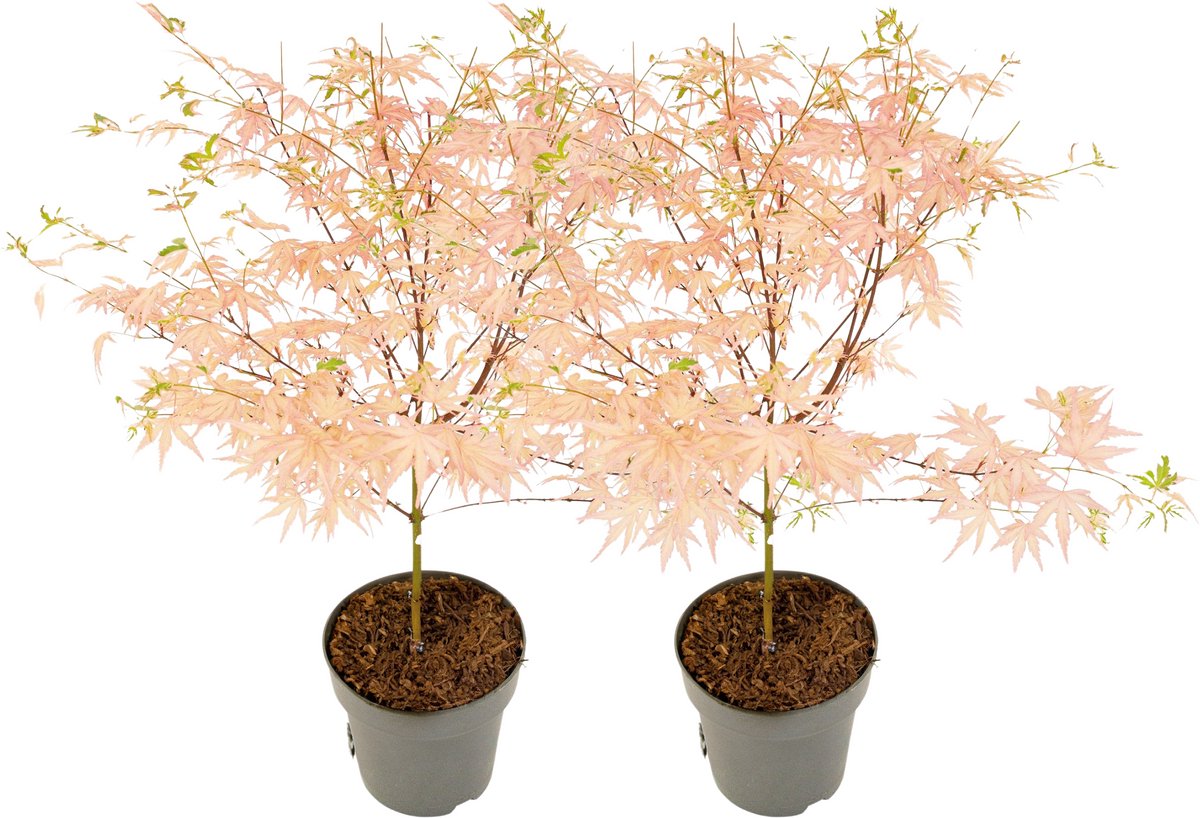 Plant in a Box - Acer palmatum 'Taylor' - Set van 2 - Japanse esdoorn - ø15cm - Hoogte 35-55cm