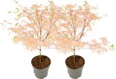 Plant in a Box - Acer palmatum 'Taylor' - Set van 2 - Japanse esdoorn - ø15cm - Hoogte 35-55cm