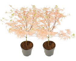 Plant in a Box - Acer palmatum 'Taylor' - Set van 2 - Japanse esdoorn - ø15cm - Hoogte 35-55cm
