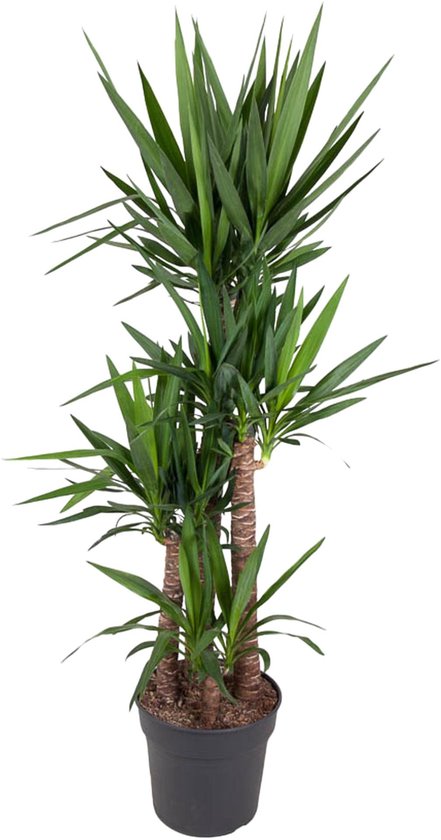 Yucca Elephantipe - 180 cm - ø34