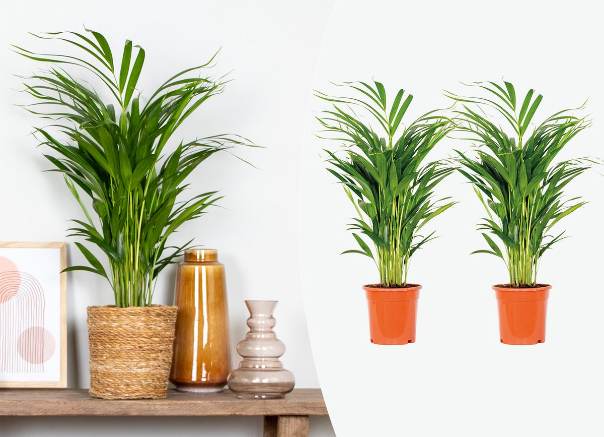 Bol.com Set van 2 - Dypsis Lutescens - Goudpalm - Areca - Palm - Kamerplanten - Luchtzuiverend - Diervriendelijk - 60-70 cm Hoog... aanbieding