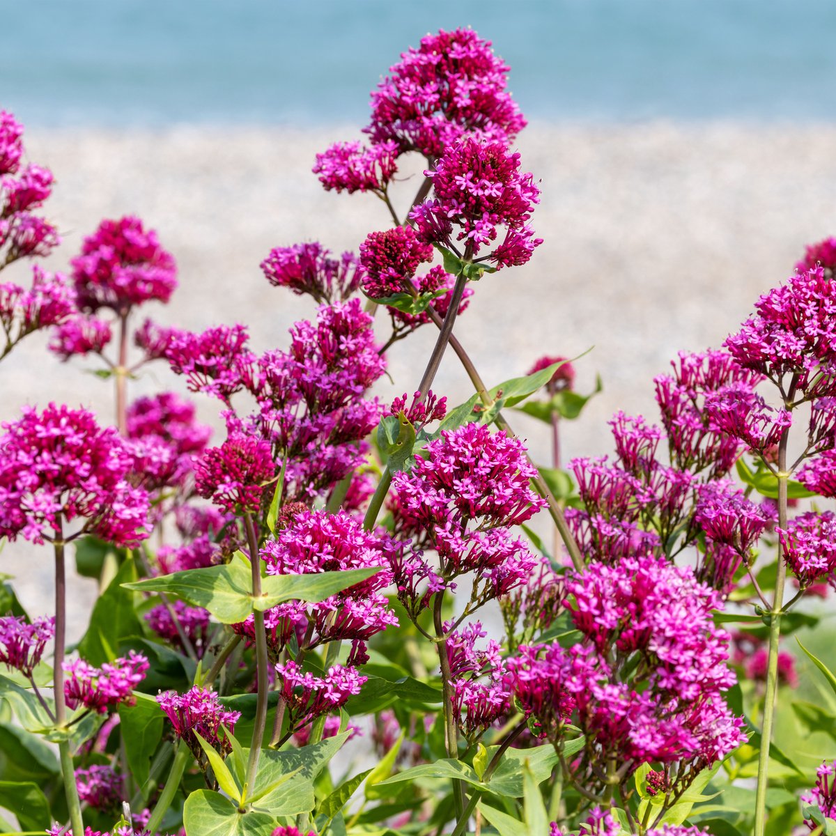 Bloomique - Set van 3 - Centranthus Ruber Coccineus - Spoorbloem - Tuinplanten - Winterhard - Hoogte 10-20 cm - Pot 9x9 cm