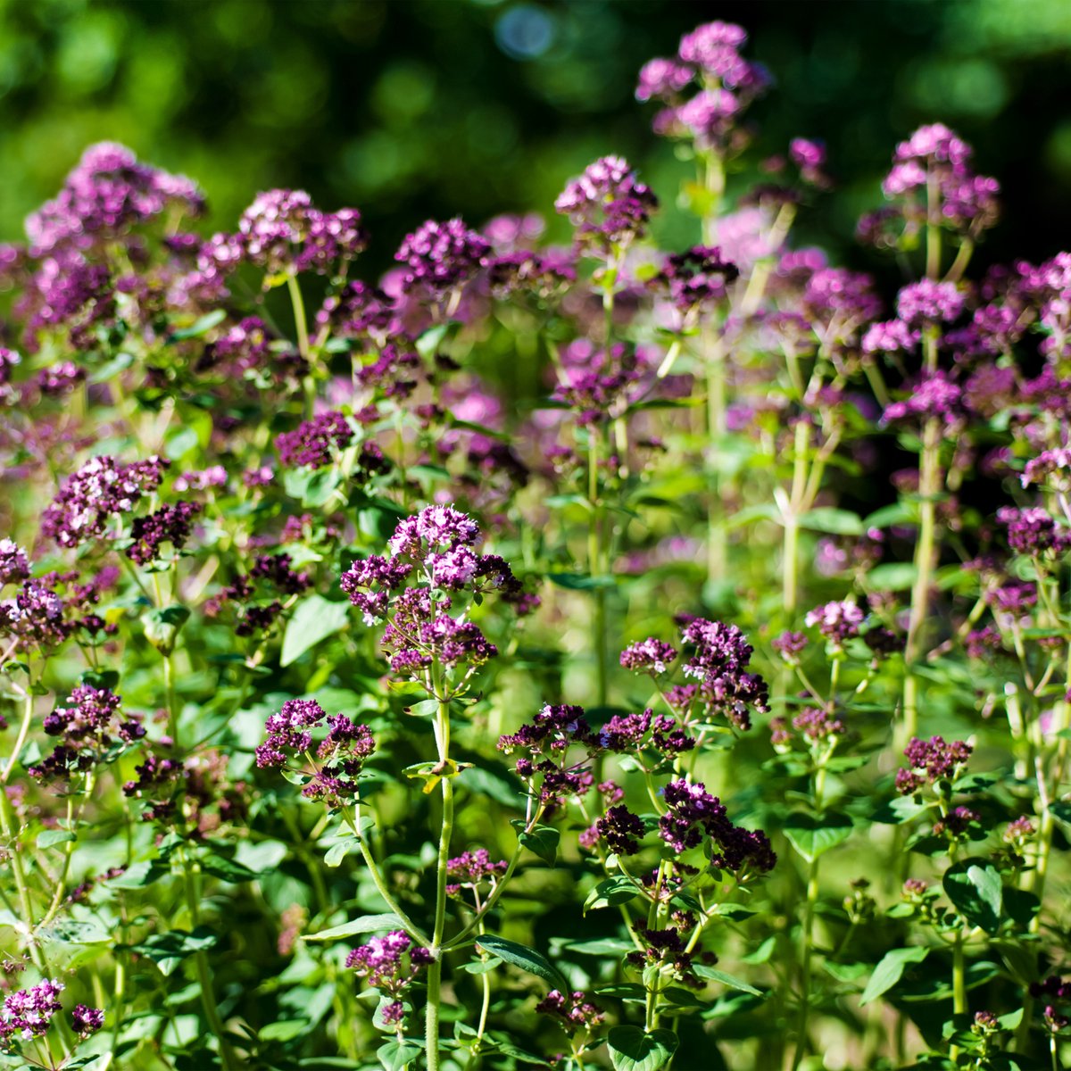 Bloomique - Set van 3 - Origanum Vulgare - Oregano Plant - Kruidenplanten - Tuinplanten - Winterhard - Hoogte 10-20 cm - Pot 9x9 cm