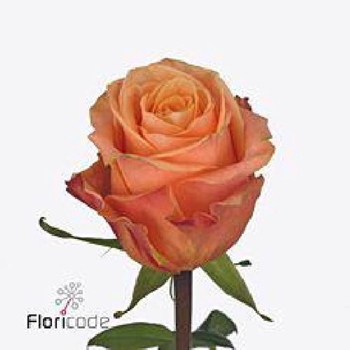 20x Rosa olympus 40cm