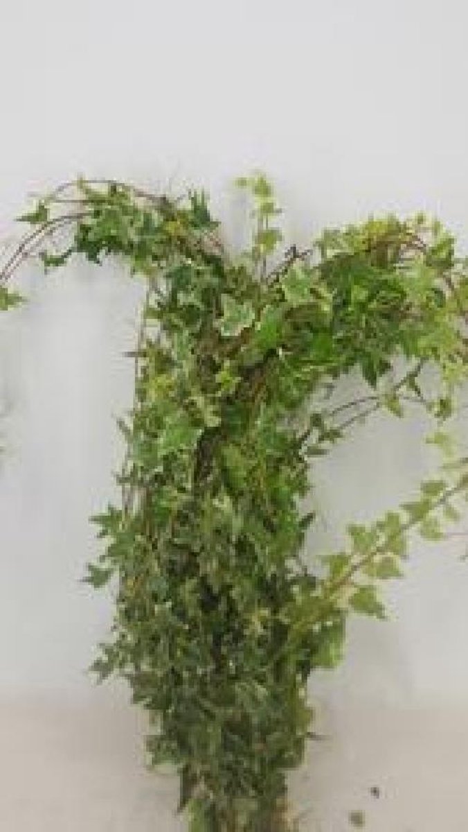 10x Sg hedera rank.bont 80cm