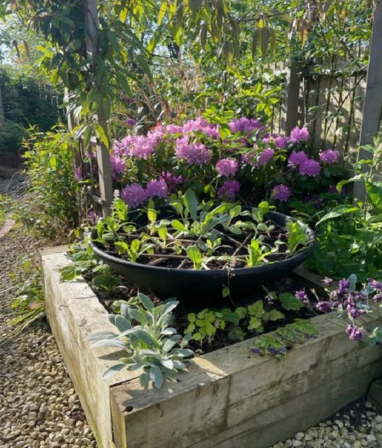 Verhoogd houten plantenbed met bloeiende rododendronstruik en een zwarte, ronde bak met jonge plantjes.