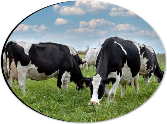 Dibond Ovaal - Kudde Koeien met Zwarte en Witte Vlekken - 28x21 cm Foto op Ovaal (Met Ophangsysteem)