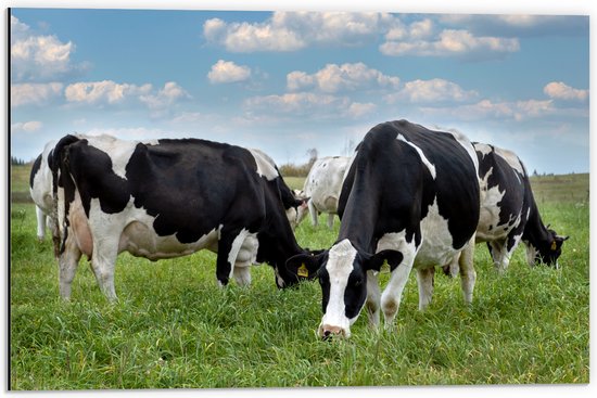 Dibond - Kudde Koeien met Zwarte en Witte Vlekken - 60x40 cm Foto op Aluminium (Met Ophangsysteem)