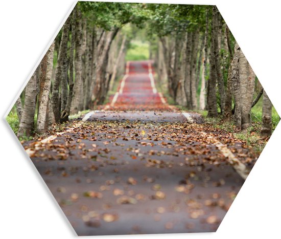 PVC Schuimplaat Hexagon - Pad - Bomen - Gras - Bladeren Bossen - Herfst - 40x34.8 cm Foto op Hexagon (Met Ophangsysteem)