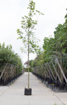 Noorse esdoorn Acer pl. Emmerald Queen h 450 cm st. omtrek 16 cm