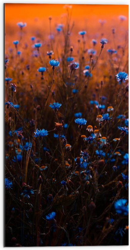 Dibond - Landschap - Bloemen - Planten - Blauw - Natuur - 50x100 cm Foto op Aluminium (Met Ophangsysteem)