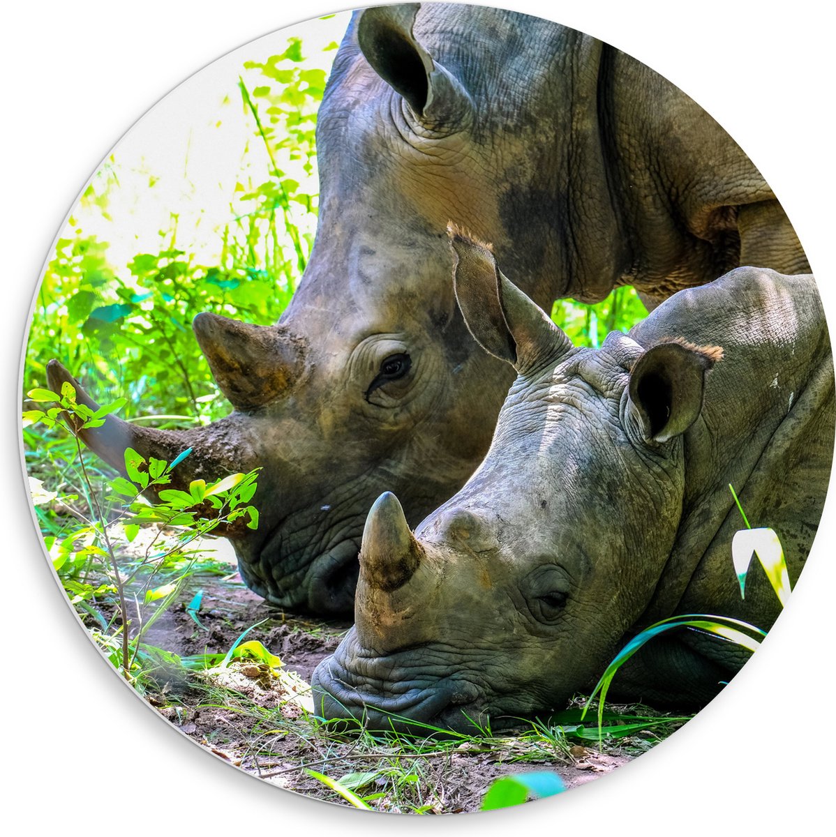 PVC Schuimplaat Muurcirkel - Neushoorn met Baby liggend tussen Groene Smalle Planten - 50x50 cm Foto op Muurcirkel (met ophangsysteem)