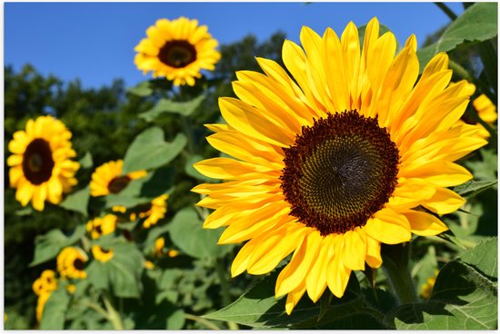 Poster Glanzend – Bloemen - Zonnebloemen - Kleuren - Natuur - 120x80 cm Foto op Posterpapier met Glanzende Afwerking