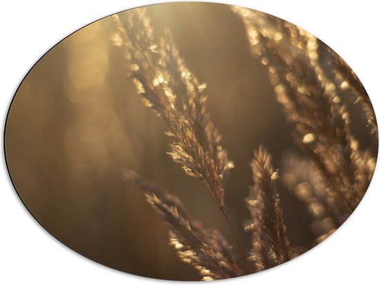 Dibond Ovaal - Zonnestralen Vallend op Beige Grassprieten - 68x51 cm Foto op Ovaal (Met Ophangsysteem)