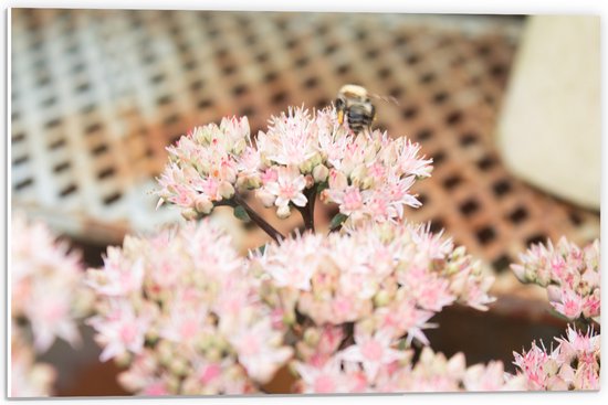 PVC Schuimplaat - Bloemen - Dier - Wesp - Roze - 60x40 cm Foto op PVC Schuimplaat (Met Ophangsysteem)