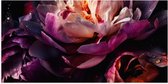 Poster Glanzend – Paars-Roze Kleurige Open Bloem met Waterdruppels - 100x50 cm Foto op Posterpapier met Glanzende Afwerking