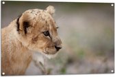 Tuinposter – Zijaanzicht van Sipkijkend Leeuwenwelpje - 105x70 cm Foto op Tuinposter (wanddecoratie voor buiten en binnen)