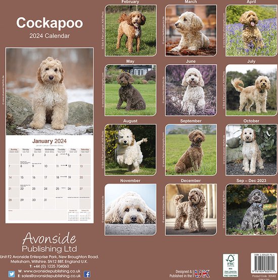 Cockapoo Kalender 2024