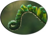 Dibond Ovaal - Plant - Groen - Boladeren - Natuur - Krul - 28x21 cm Foto op Ovaal (Met Ophangsysteem)
