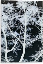 Dibond - Takken - Boom - Bladeren - Natuur - Zwart - Wit - 40x60 cm Foto op Aluminium (Met Ophangsysteem)