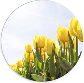 PVC Schuimplaat Muurcirkel - Gele Tulpen onder de Zonnestralen in het Bloemenveld - 70x70 cm Foto op Muurcirkel (met ophangsysteem)
