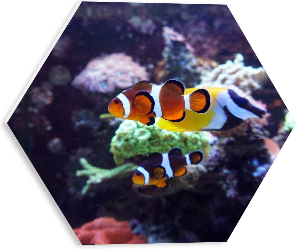 PVC Schuimplaat Hexagon - Twee Anemoon Vissen Zwemmend door Aquarium - 30x26.1 cm Foto op Hexagon (Met Ophangsysteem)