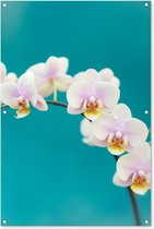 Affiche jardin - Toile Posters de jardin extérieur - Orchidée - Fleurs - Plante - Wit - Violet - 80x120 cm - Jardin