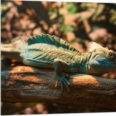 Acrylglas - Blauw-Groene Kameleon Liggend op Houten Boomstam - 80x80 cm Foto op Acrylglas (Met Ophangsysteem)