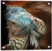 Tuinposter – Close-up van Gezicht van Blauwe Iguana Reptiel - 50x50 cm Foto op Tuinposter (wanddecoratie voor buiten en binnen)