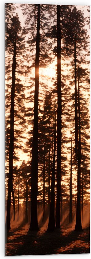 Acrylglas - Felle Zonnestralen van Zonsondergang door Silhouetten van Smalle Bomen - 30x90 cm Foto op Acrylglas (Met Ophangsysteem)