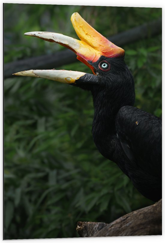 Dibond - Kleurrijke Neushoorn Vogel in het Bos - 60x90 cm Foto op Aluminium (Met Ophangsysteem)