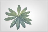 Poster Glanzend – Bloem - Plant - Bladeren - Groen - 75x50 cm Foto op Posterpapier met Glanzende Afwerking