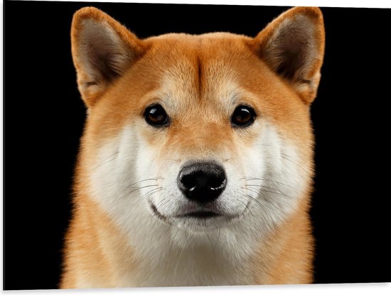 Dibond - Portretfoto van Bruin met Witte Shiba Inu Hond tegen Zwarte Achtergrond - 80x60 cm Foto op Aluminium (Met Ophangsysteem)