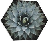 PVC Schuimplaat Hexagon - Bloem - Natuur - Groen - Grijs - 50x43.5 cm Foto op Hexagon (Met Ophangsysteem)