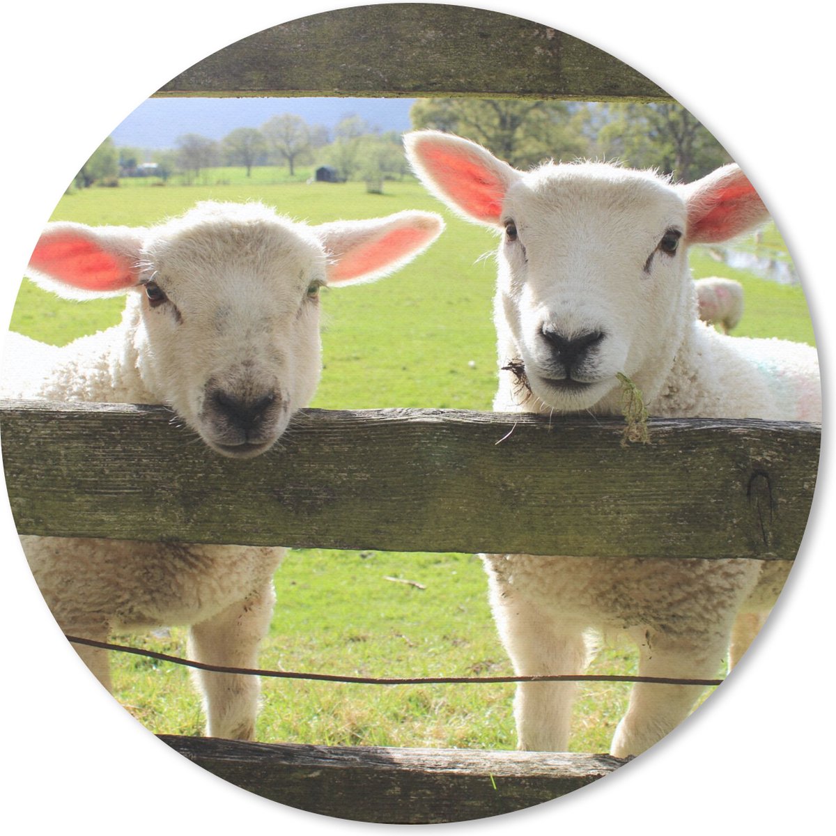 Muismat rond 40x40 cm - Mousepad Schapen - Dieren - Boerderij - Ronde muismatten