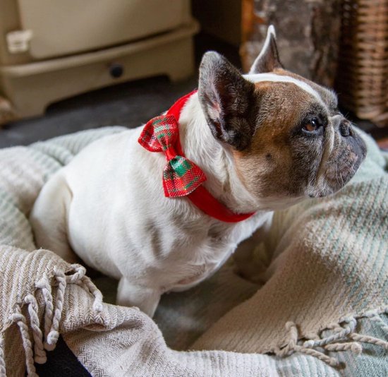 Strik voor hond - Talking Tables