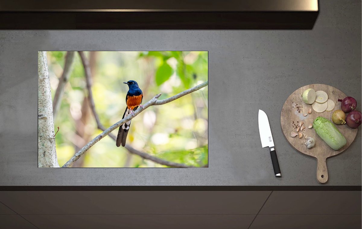 Inductieplaat Beschermer - Blauw met Oranje Shamalijster Vogel zittend op Kleine Tak van Boom - 70x52 cm - 2 mm Dik - Inductie Beschermer van Vinyl