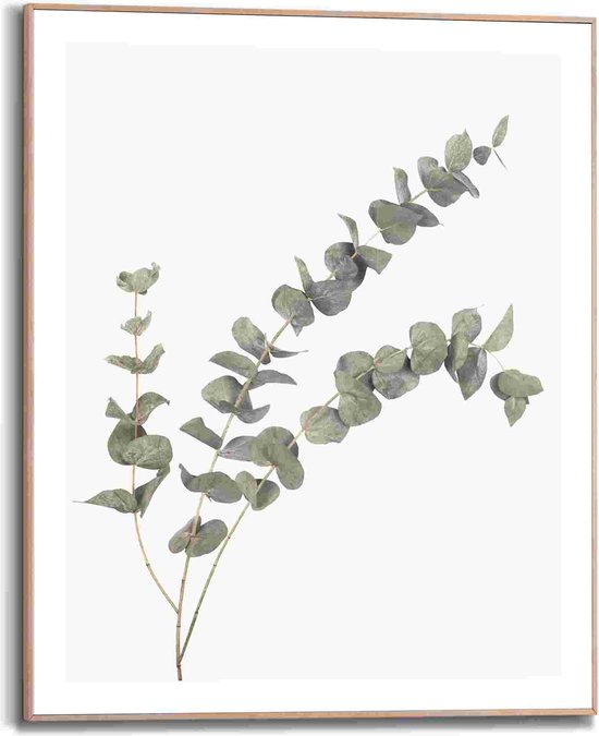 Schilderij Eucalyptus 50x40 cm