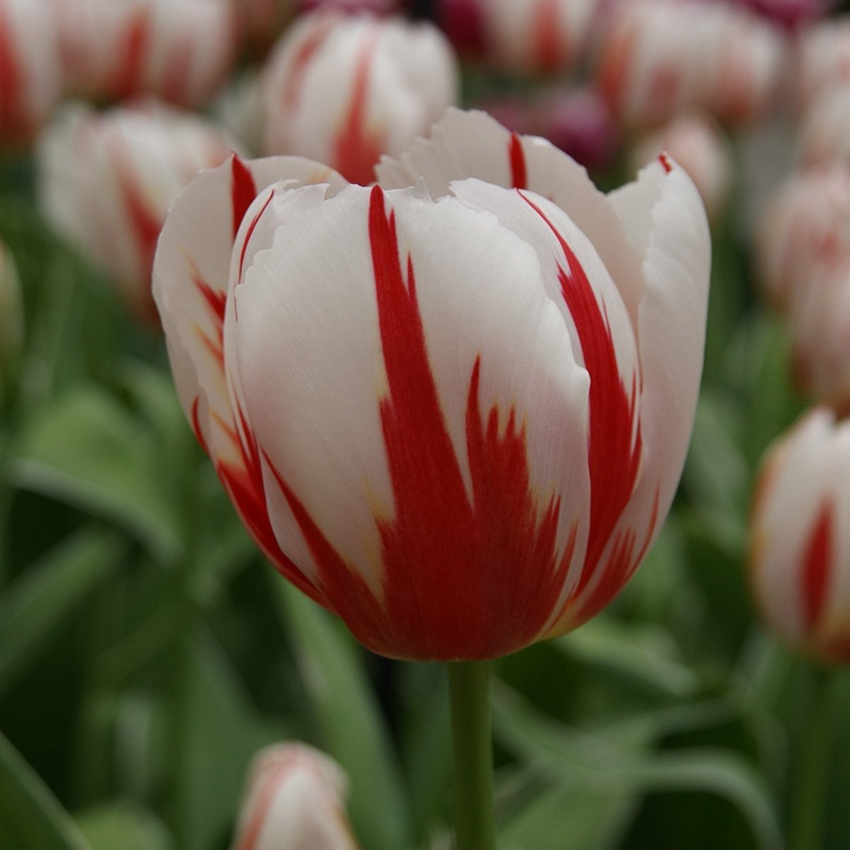 Tulp Happy Generation® | 10 stuks | Rood | Wit | Tulpenbollen