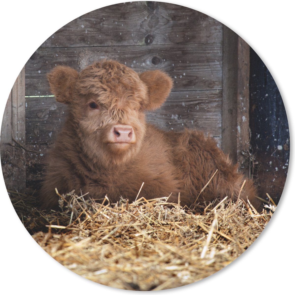 Muismat rond 30x30 cm - Mousepad Schotse hooglander - Boerderij - Stro - Ronde muismatten