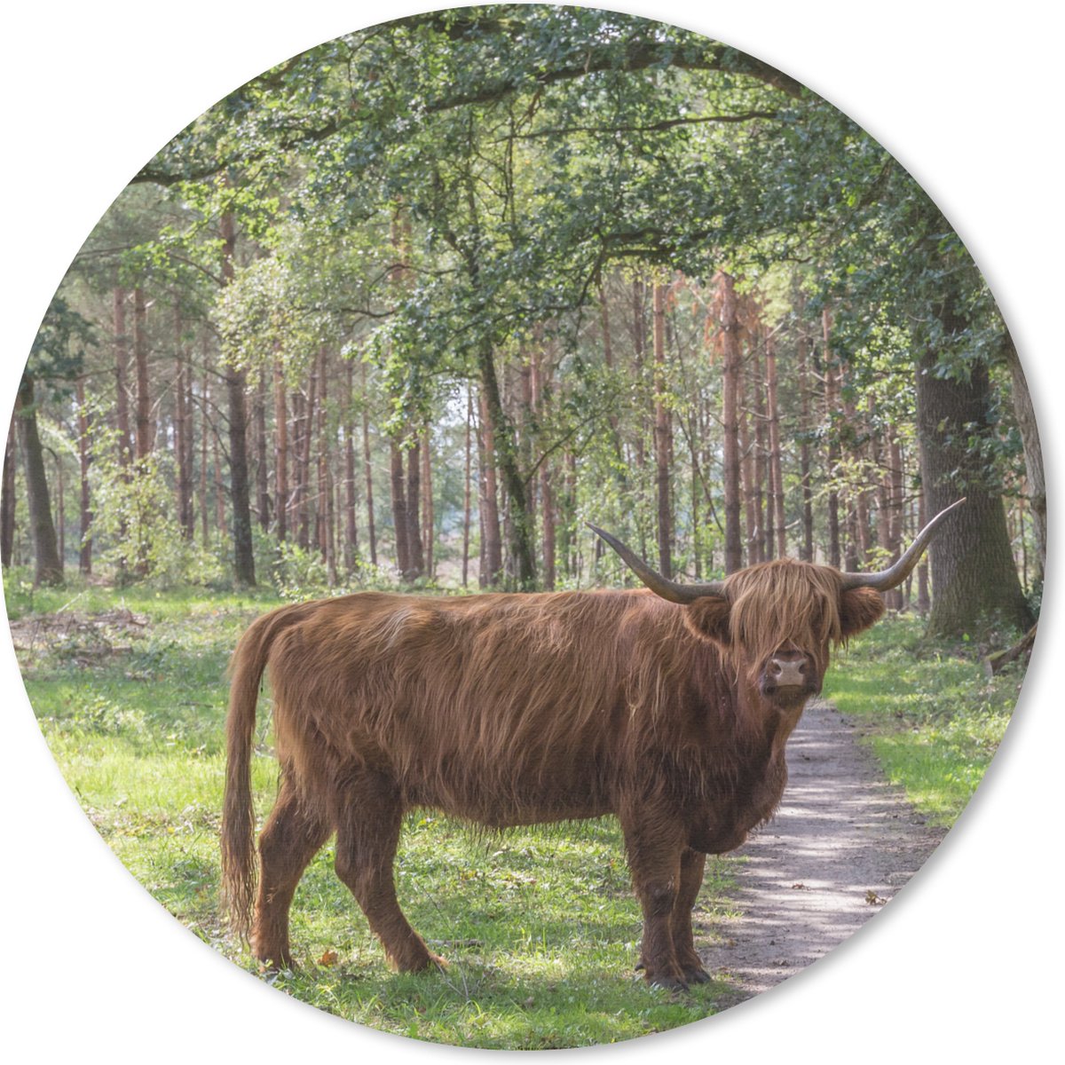 Muismat rond 30x30 cm - Mousepad Schotse Hooglander - Pad - Boom - Ronde muismatten