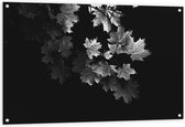 Tuinposter – Boom - Takken - Bladeren - Zwart - Wit - 120x80 cm Foto op Tuinposter (wanddecoratie voor buiten en binnen)