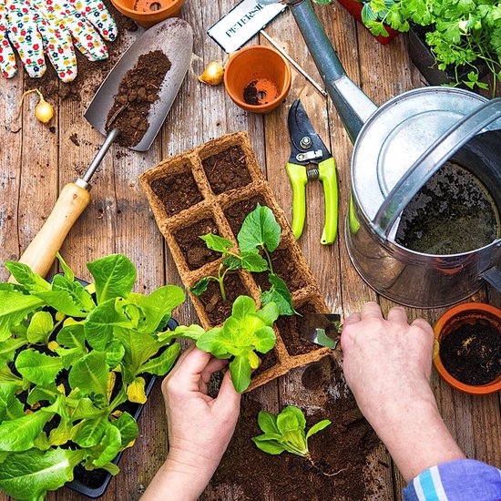 Zo maak je zelf biologisch afbreekbare kweekpotjes voor je moestuin