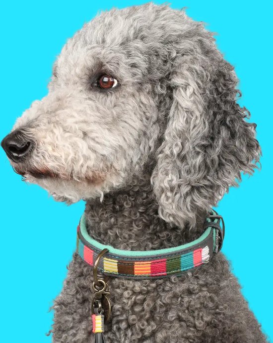 Foto: Dwam dog with a mission halsband hond hondenhalsband multicolor s leer halsomvang tussen 27 33 x 2 cm mr mrs smith