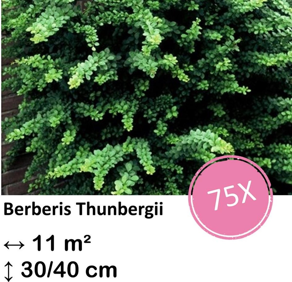 Green Harmony| Berberis thunbergii - 30-50cm - kale wortel