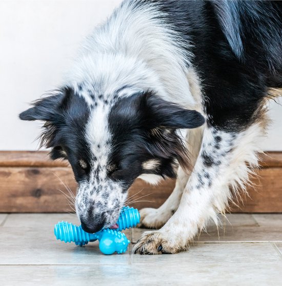 Een bordercollie kauwt op een felblauw, botvormig speeltje.