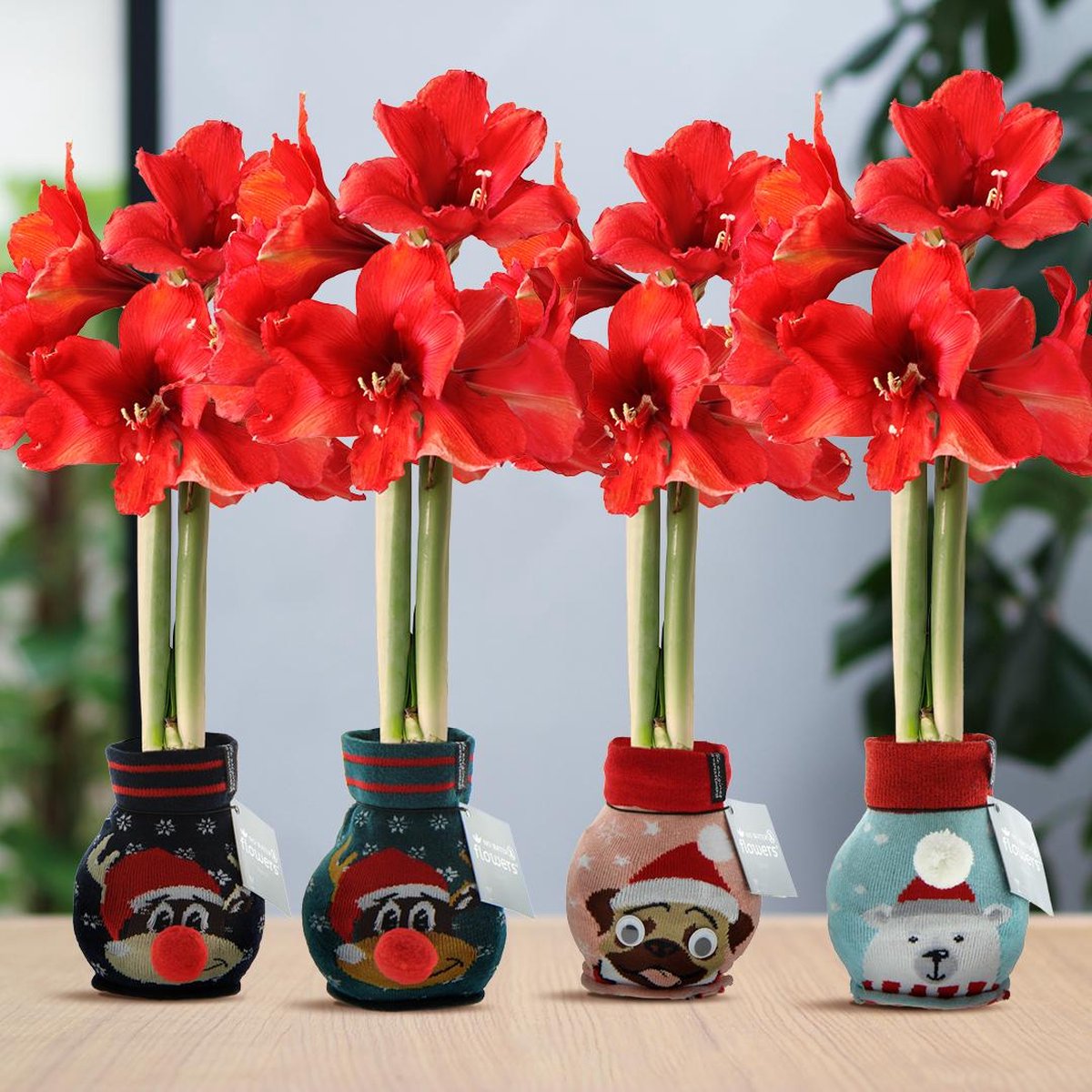 Green Harmony | (wax amaryllis) | Fashionz Xmas Fun Silly Mix (4 pack) + Red flower