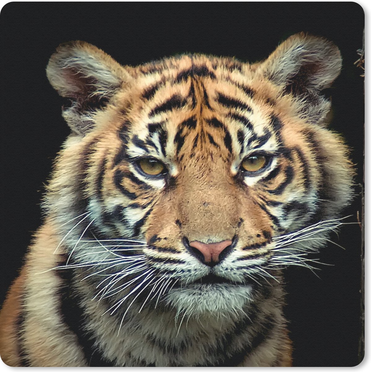 Muismat 30x30 cm - Mousepad Tijger - Zwart - Welp - Muismatten