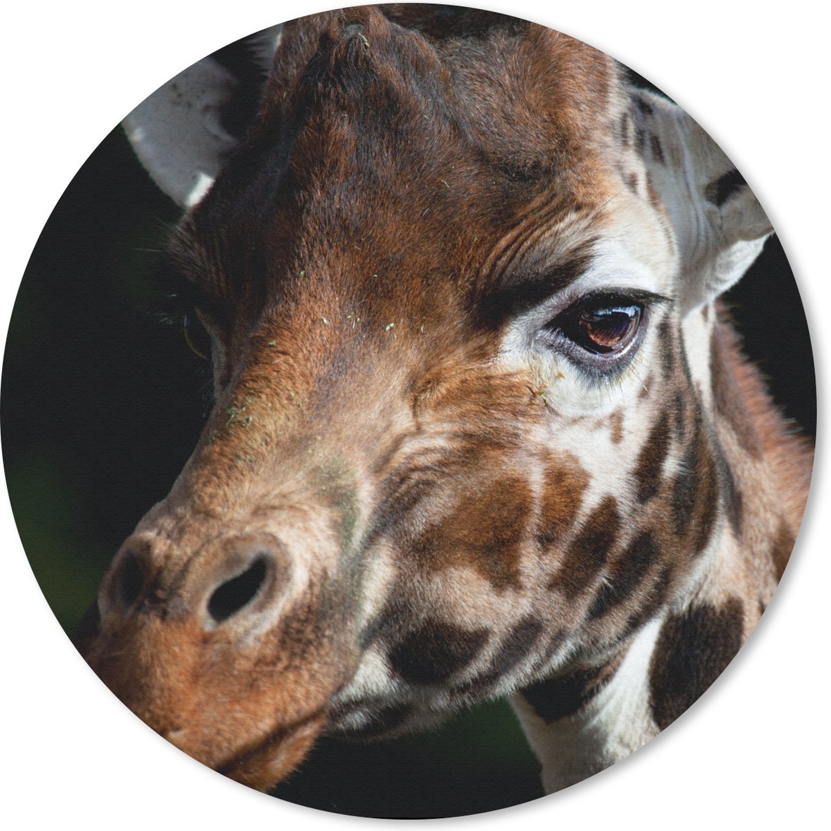 Muismat rond 50x50 cm - Mousepad Giraffe - Licht - Zwart - Ronde muismatten